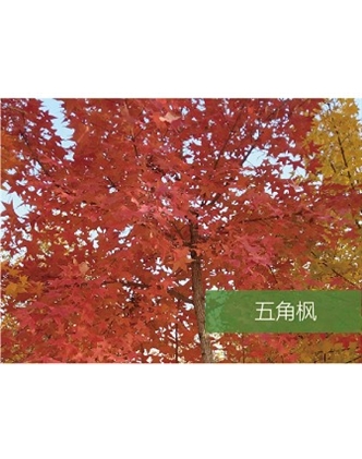 標題：喬灌木
瀏覽次數：1671
發(fā)表時間：2020-10-17