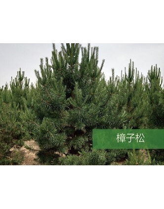 標題：喬灌木
瀏覽次數：1708
發(fā)表時間：2020-10-17