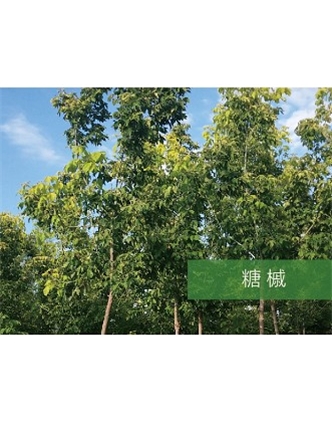 標題：喬灌木
瀏覽次數(shù)：2250
發(fā)表時間：2020-10-17