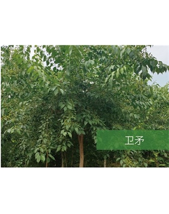 標題：喬灌木
瀏覽次數(shù)：2200
發(fā)表時間：2020-10-17