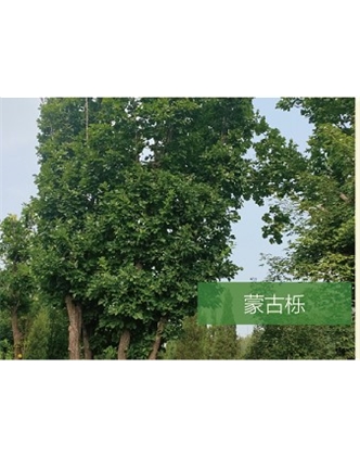 標題：喬灌木
瀏覽次數(shù)：2230
發(fā)表時間：2020-10-17