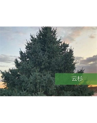 標題：喬灌木
瀏覽次數(shù)：2254
發(fā)表時間：2020-10-17
